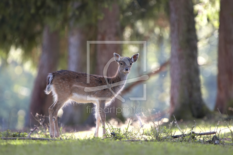 frei wählbarer Bildausschnitt für Ihr Bild auf Kissen