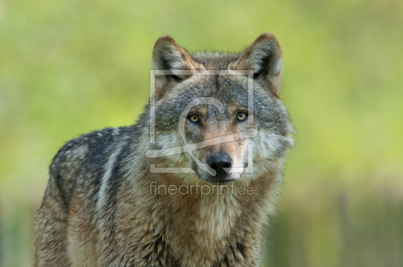 frei wählbarer Bildausschnitt für Ihr Bild auf Kissen