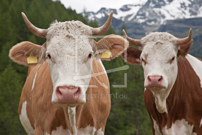 frei wählbarer Bildausschnitt für Ihr Bild auf Kissen