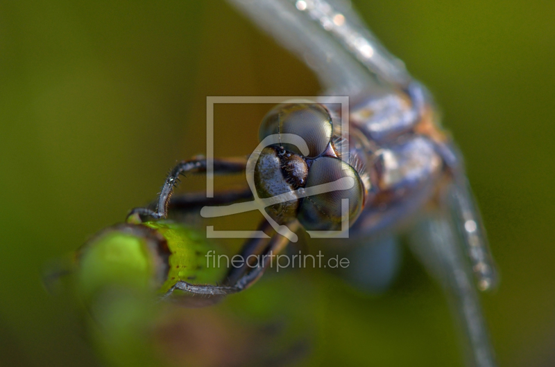 frei w&auml;hlbarer Bildausschnitt f&uuml;r Ihr Bild auf Kissen