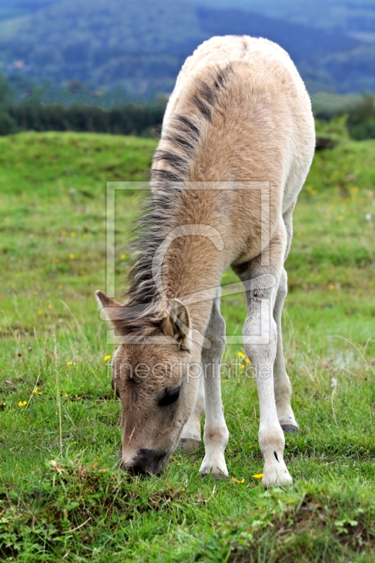 frei wählbarer Bildausschnitt für Ihr Bild auf Kissen