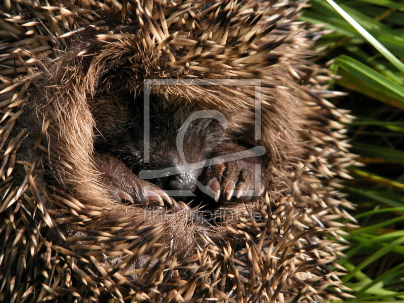 frei wählbarer Bildausschnitt für Ihr Bild auf Kissen