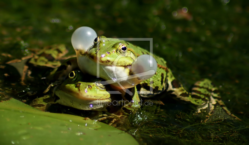 frei wählbarer Bildausschnitt für Ihr Bild auf Kissen