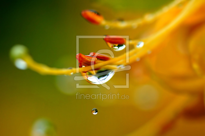 frei wählbarer Bildausschnitt für Ihr Bild auf Kissen