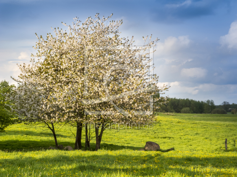 frei wählbarer Bildausschnitt für Ihr Bild auf Kissen