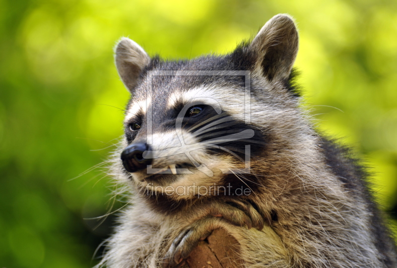 frei wählbarer Bildausschnitt für Ihr Bild auf Kissen