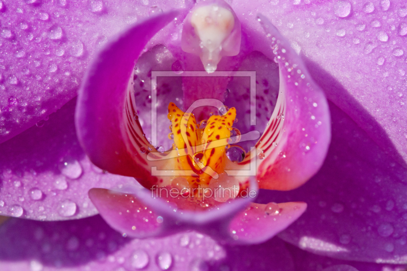 frei wählbarer Bildausschnitt für Ihr Bild auf Kissen