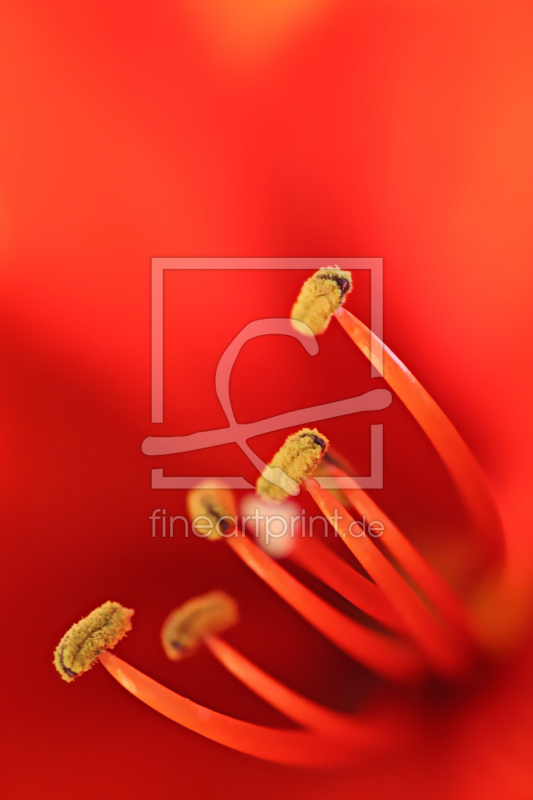 frei wählbarer Bildausschnitt für Ihr Bild auf Kissen