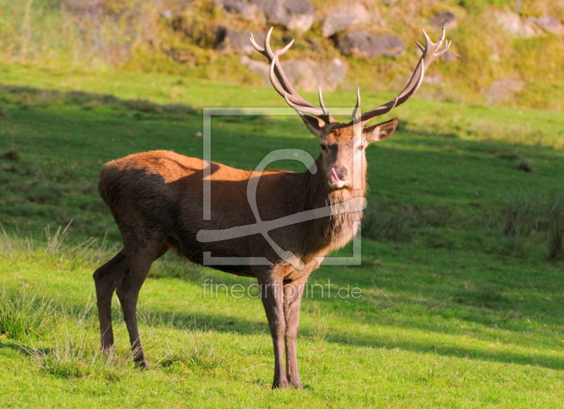 frei w&auml;hlbarer Bildausschnitt f&uuml;r Ihr Bild auf Kissen
