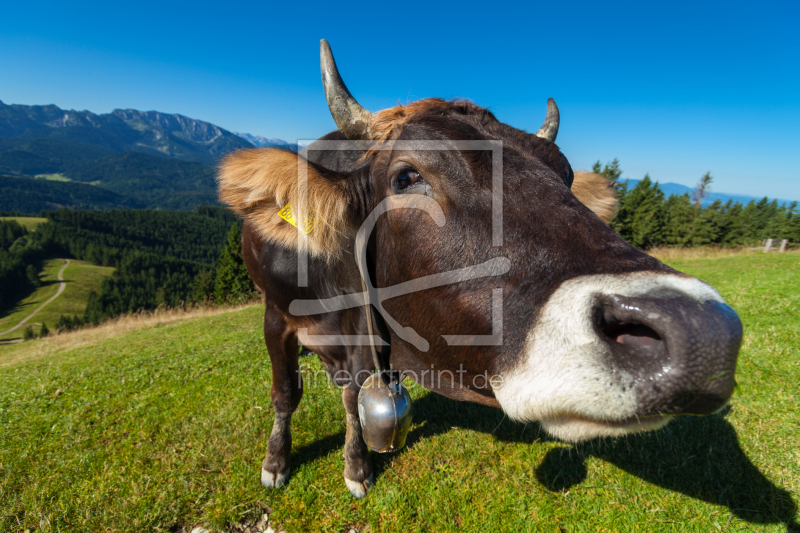 frei wählbarer Bildausschnitt für Ihr Bild auf Kissen