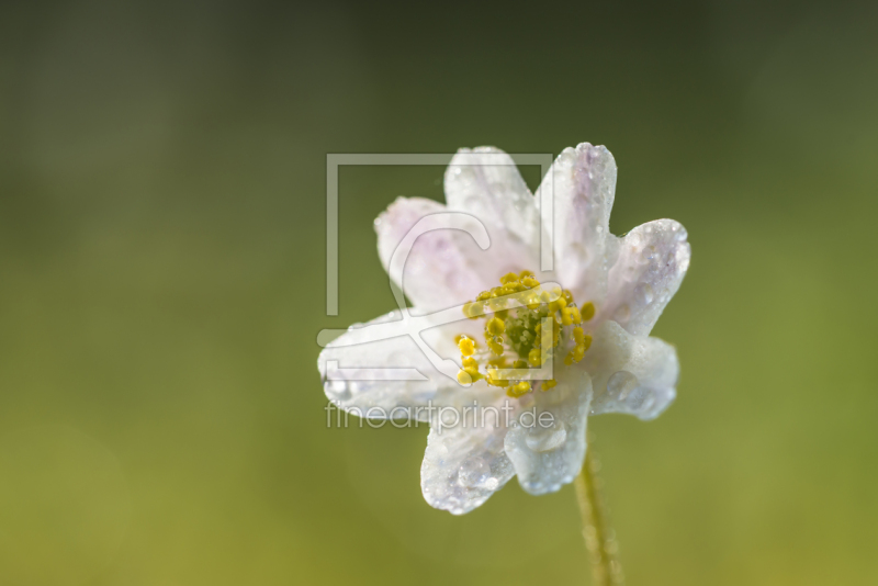 frei wählbarer Bildausschnitt für Ihr Bild auf Kissen
