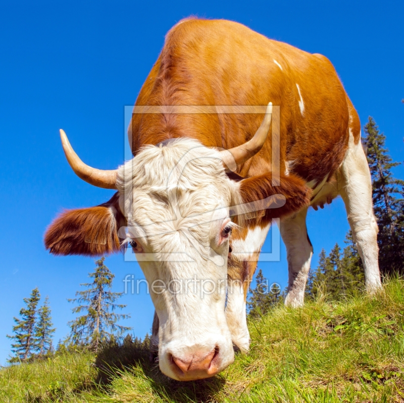 frei wählbarer Bildausschnitt für Ihr Bild auf Kissen