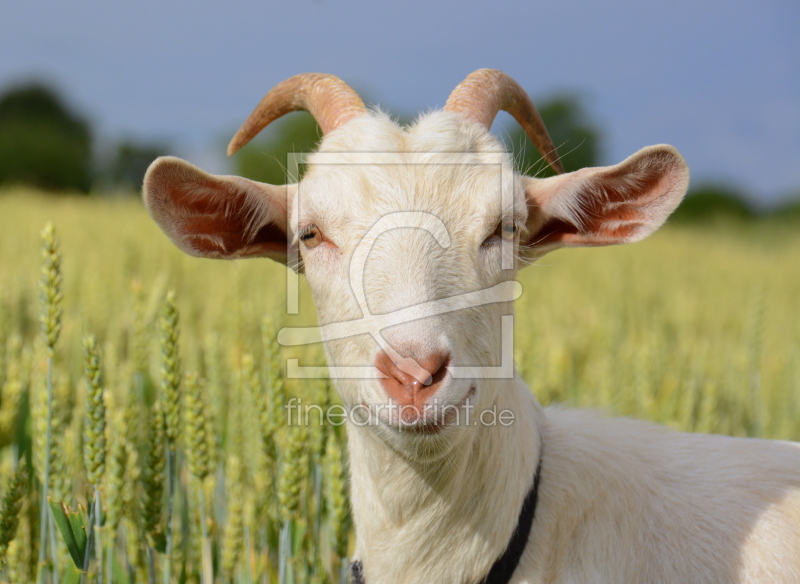 frei wählbarer Bildausschnitt für Ihr Bild auf Kissen