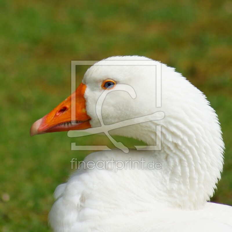 frei wählbarer Bildausschnitt für Ihr Bild auf Kissen