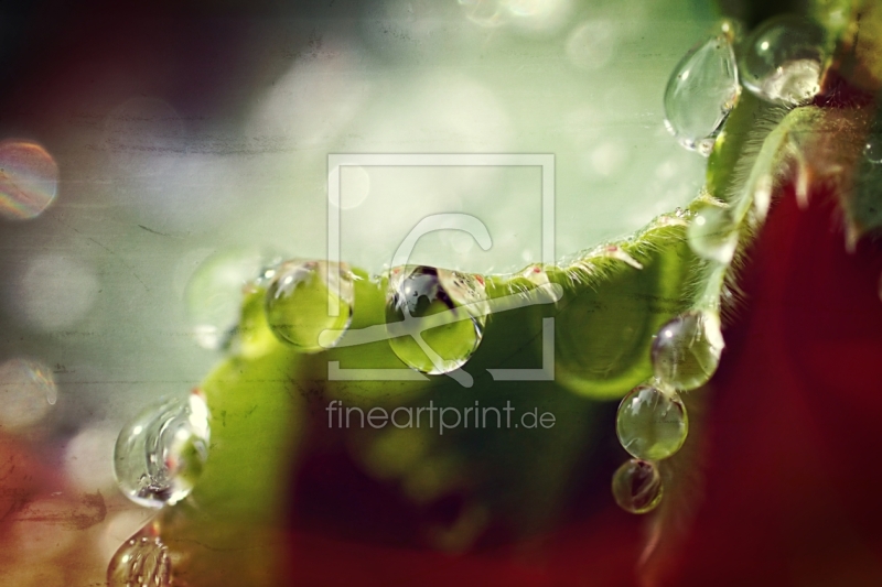 frei w&auml;hlbarer Bildausschnitt f&uuml;r Ihr Bild auf Kissen