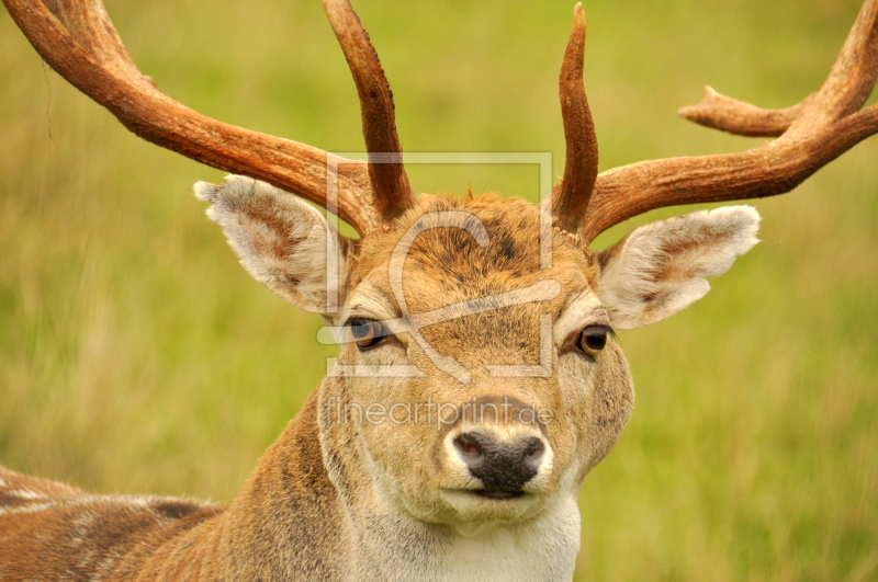 frei wählbarer Bildausschnitt für Ihr Bild auf Kissen