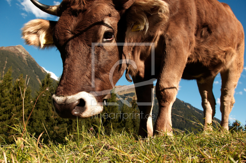 frei wählbarer Bildausschnitt für Ihr Bild auf Kissen