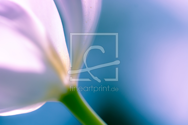 frei wählbarer Bildausschnitt für Ihr Bild auf Kissen