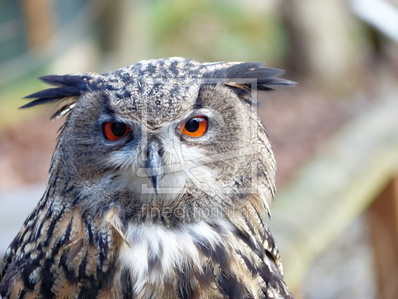 frei wählbarer Bildausschnitt für Ihr Bild auf Kissen