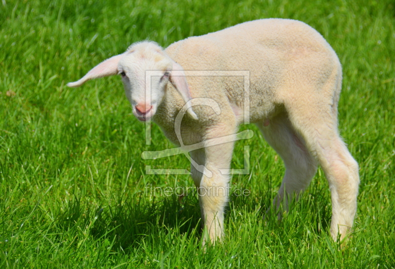frei wählbarer Bildausschnitt für Ihr Bild auf Kissen
