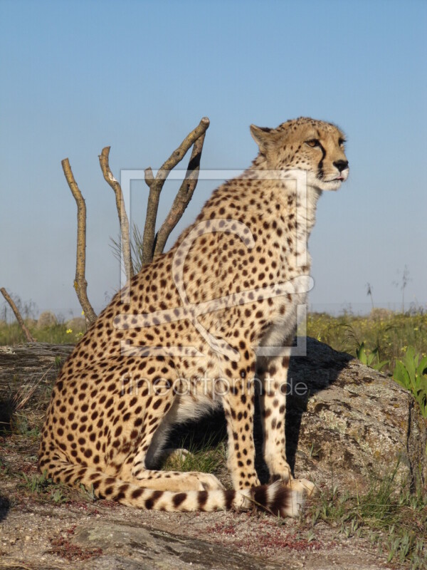 frei w&auml;hlbarer Bildausschnitt f&uuml;r Ihr Bild auf Kissen