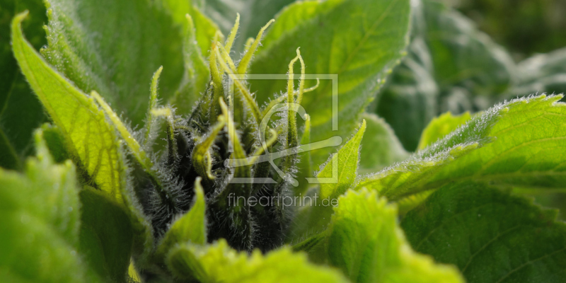 frei wählbarer Bildausschnitt für Ihr Bild auf Kissen