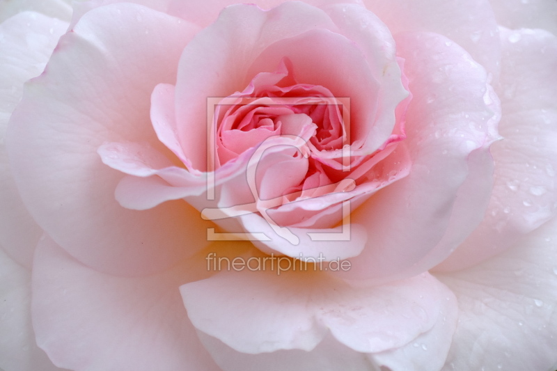 frei wählbarer Bildausschnitt für Ihr Bild auf Kissen