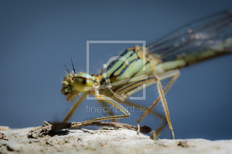 frei wählbarer Bildausschnitt für Ihr Bild auf Kissen