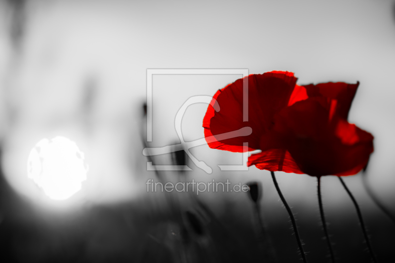 frei w&auml;hlbarer Bildausschnitt f&uuml;r Ihr Bild auf Kissen