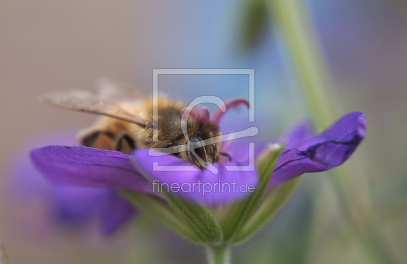 frei w&auml;hlbarer Bildausschnitt f&uuml;r Ihr Bild auf Kissen
