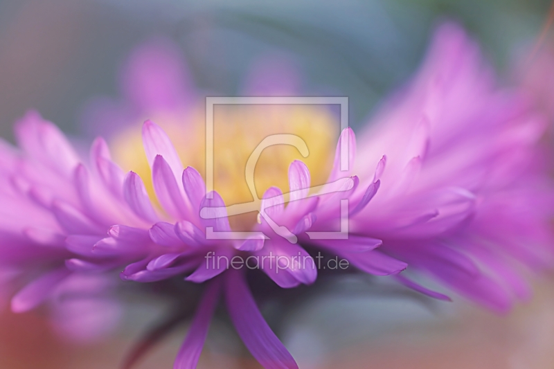 frei w&auml;hlbarer Bildausschnitt f&uuml;r Ihr Bild auf Kissen