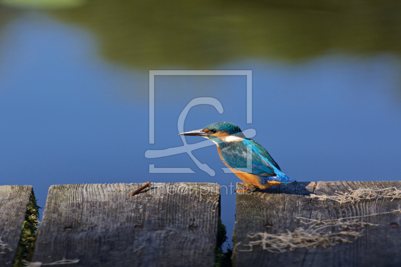 frei w&auml;hlbarer Bildausschnitt f&uuml;r Ihr Bild auf Kissen