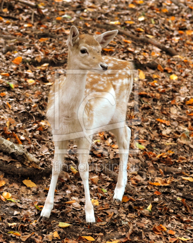 frei wählbarer Bildausschnitt für Ihr Bild auf Kissen