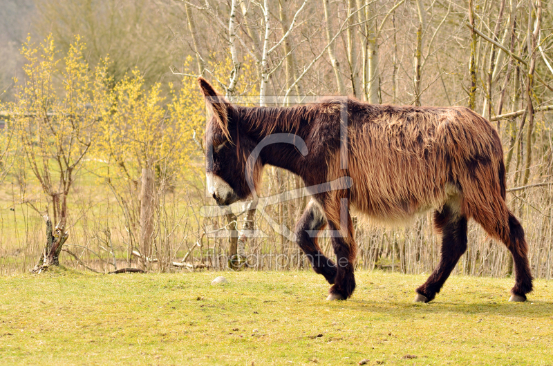 frei wählbarer Bildausschnitt für Ihr Bild auf Kissen