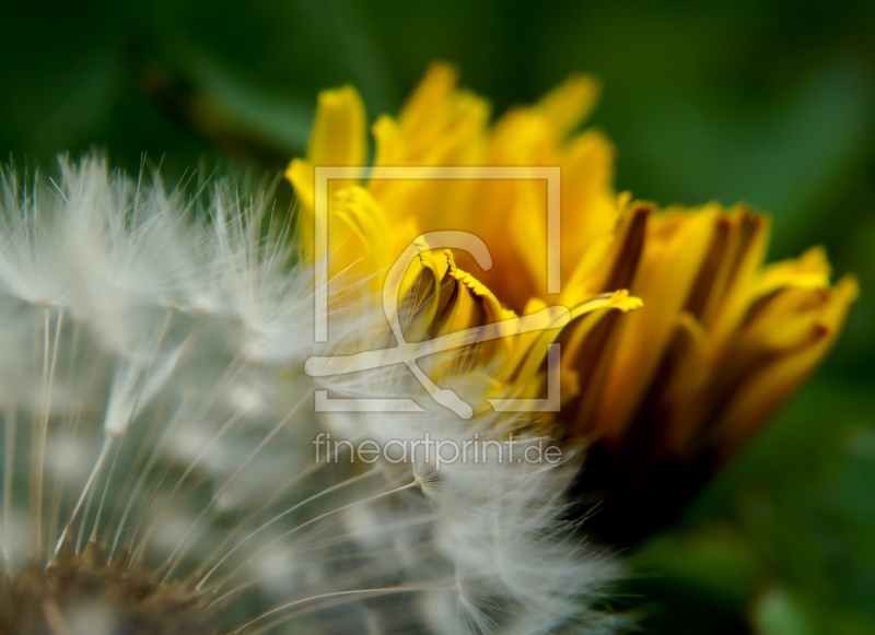 frei w&auml;hlbarer Bildausschnitt f&uuml;r Ihr Bild auf Kissen