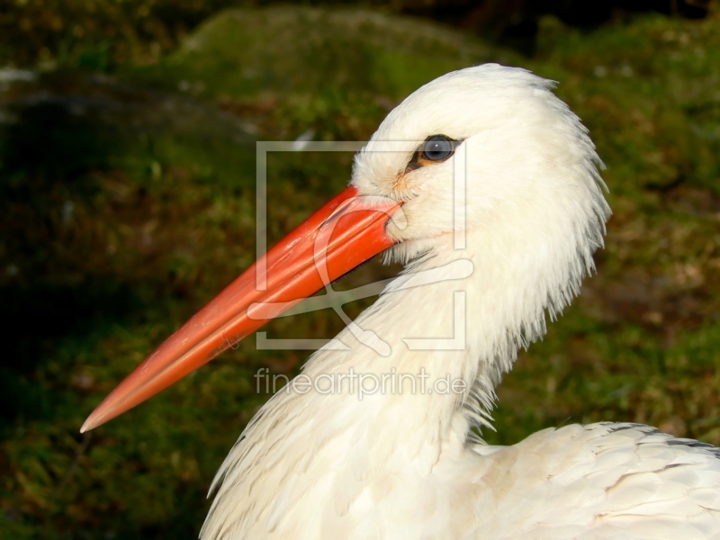 frei wählbarer Bildausschnitt für Ihr Bild auf Kissen