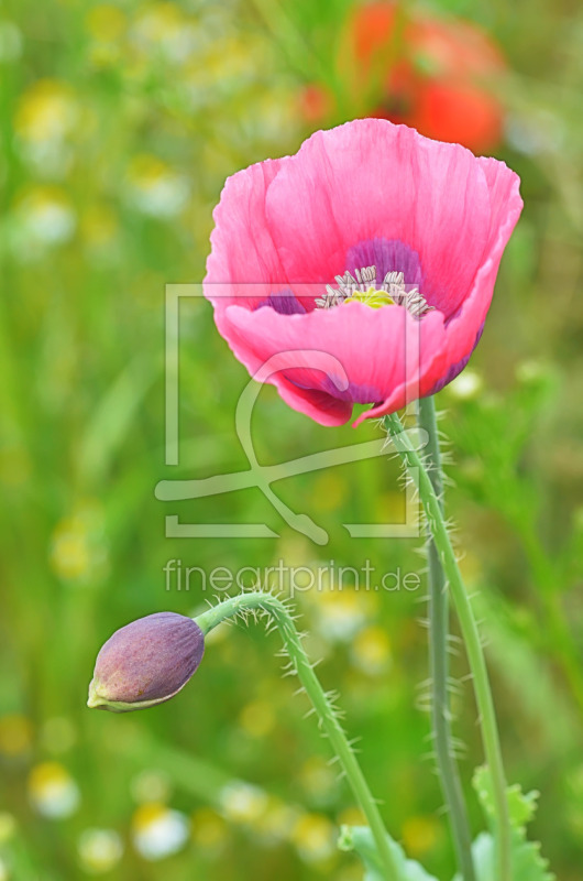 frei wählbarer Bildausschnitt für Ihr Bild auf Kissen