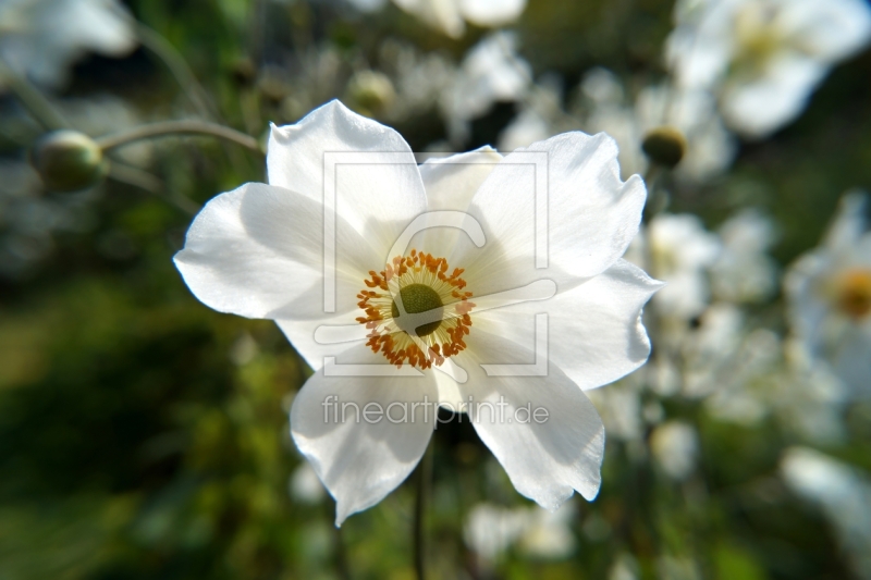 frei wählbarer Bildausschnitt für Ihr Bild auf Kissen