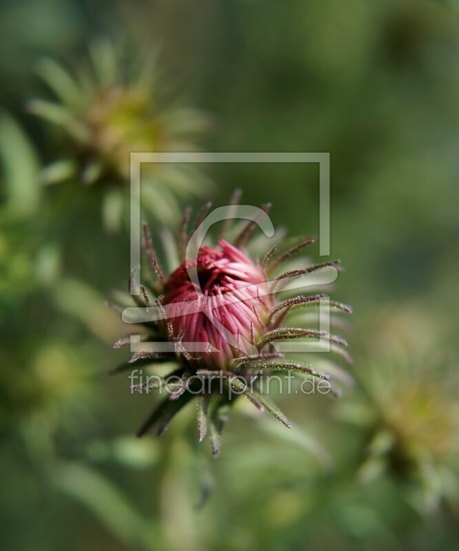 frei w&auml;hlbarer Bildausschnitt f&uuml;r Ihr Bild auf Kissen