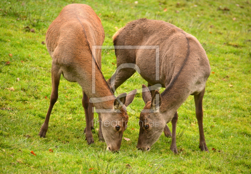 frei wählbarer Bildausschnitt für Ihr Bild auf Kissen