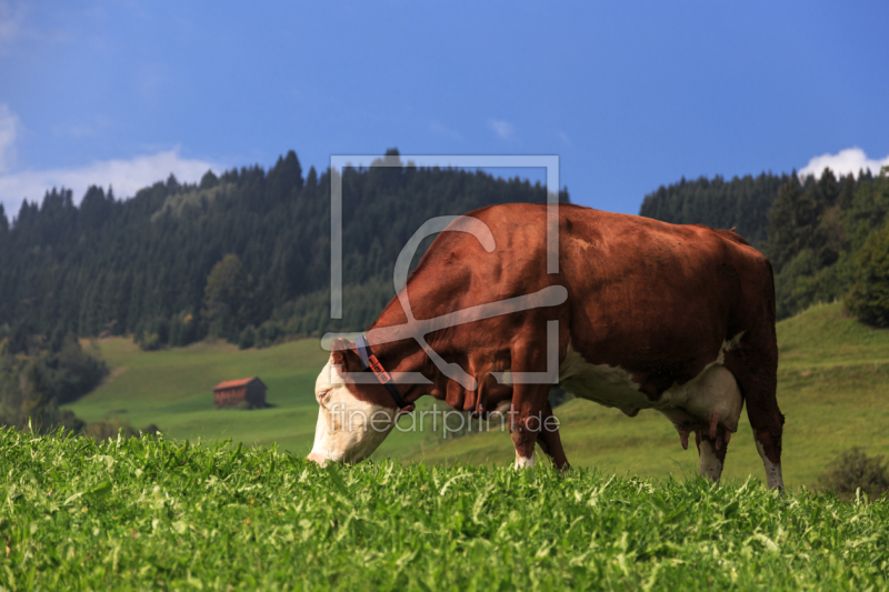 frei wählbarer Bildausschnitt für Ihr Bild auf Kissen