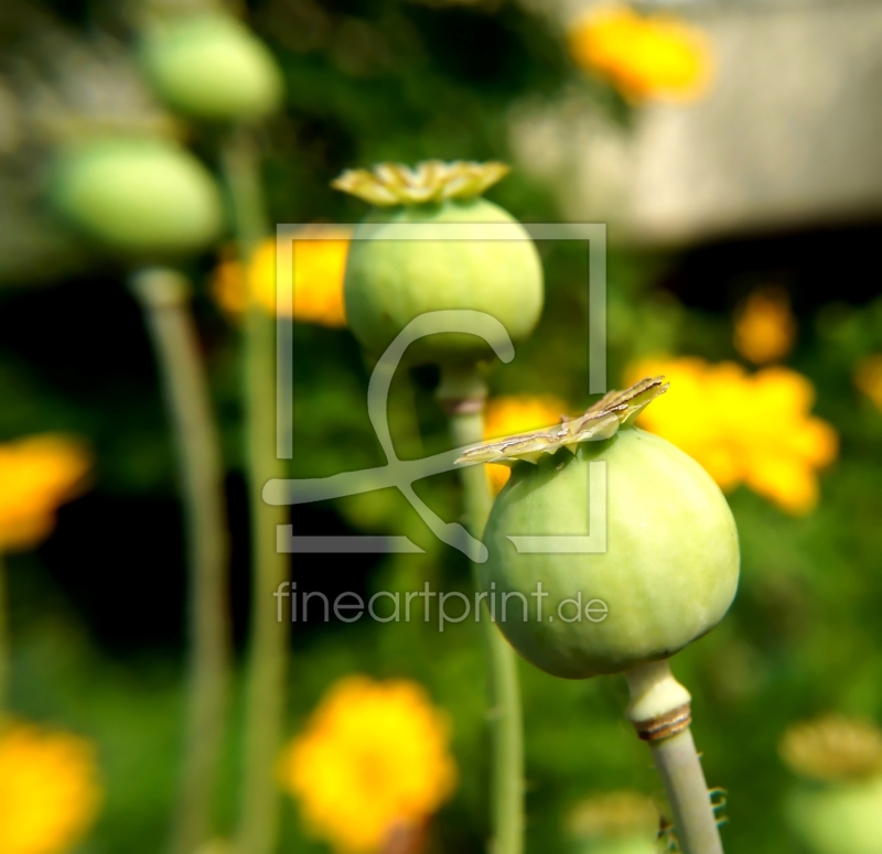 frei w&auml;hlbarer Bildausschnitt f&uuml;r Ihr Bild auf Kissen