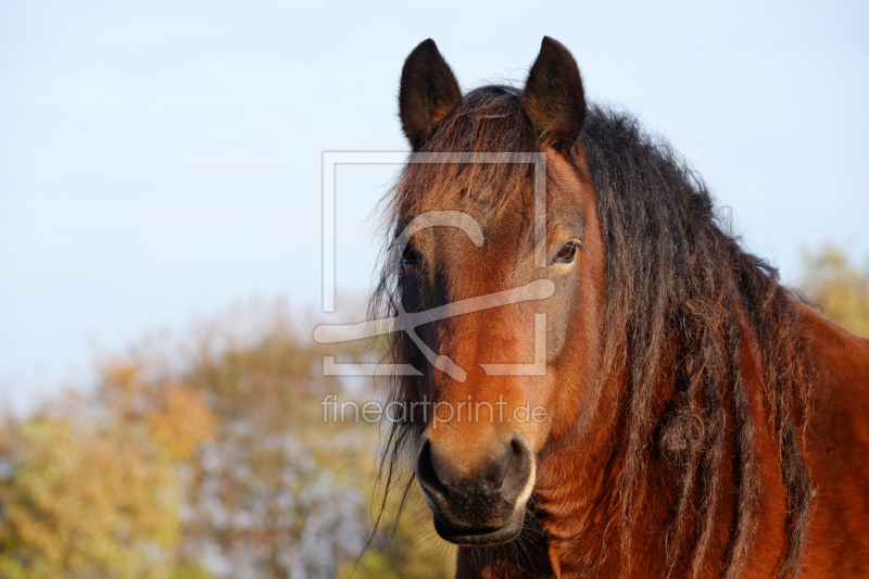 frei wählbarer Bildausschnitt für Ihr Bild auf Kissen