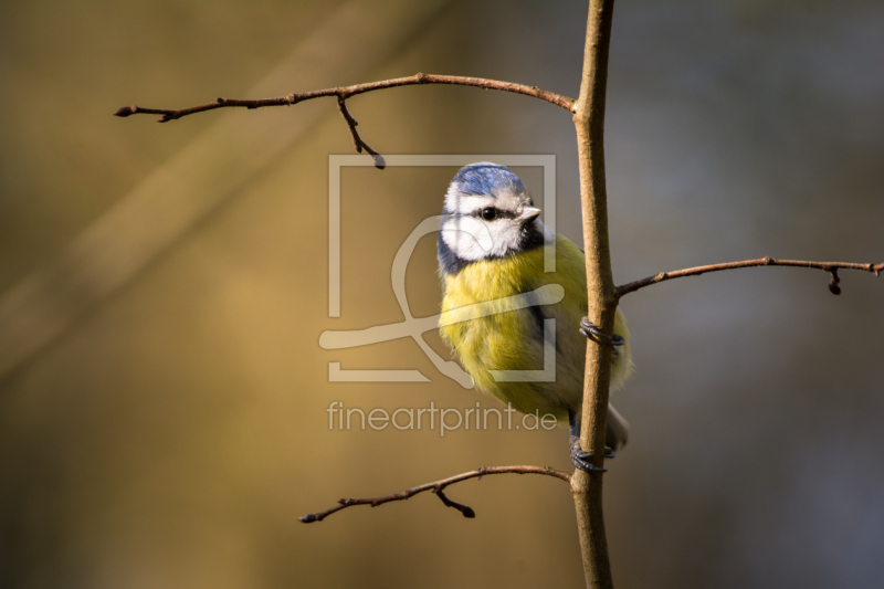 frei wählbarer Bildausschnitt für Ihr Bild auf Kissen