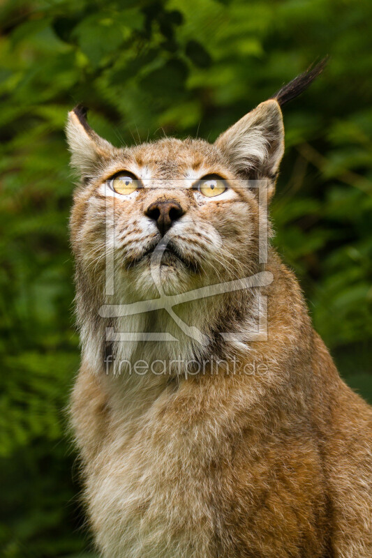 frei wählbarer Bildausschnitt für Ihr Bild auf Kissen