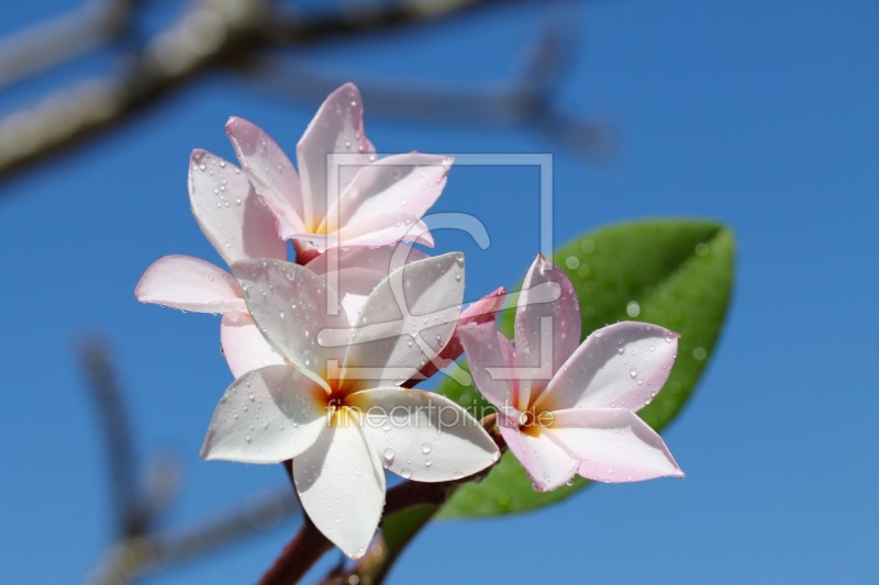frei w&auml;hlbarer Bildausschnitt f&uuml;r Ihr Bild auf Kissen