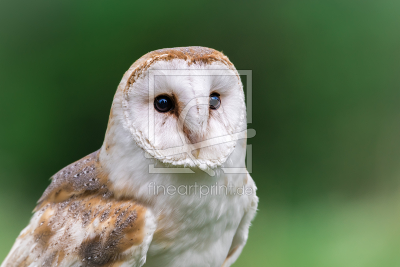 frei wählbarer Bildausschnitt für Ihr Bild auf Kissen