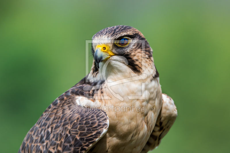 frei wählbarer Bildausschnitt für Ihr Bild auf Kissen