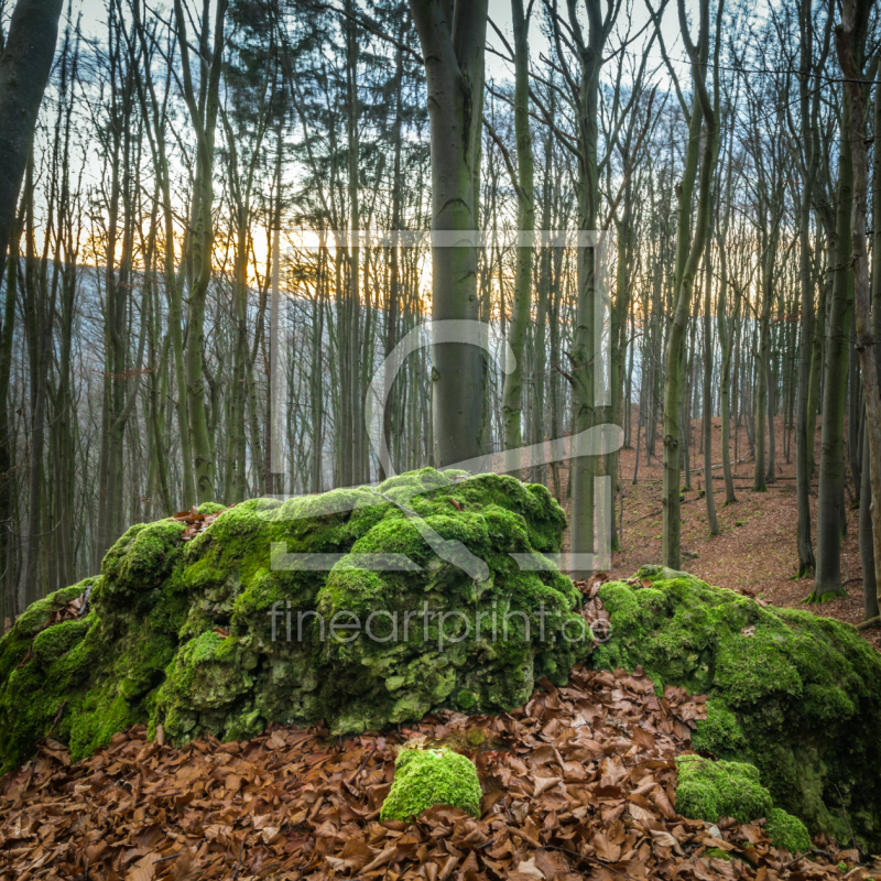 frei wählbarer Bildausschnitt für Ihr Bild auf Kissen