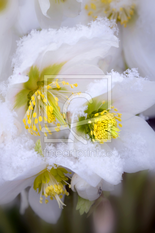 frei w&auml;hlbarer Bildausschnitt f&uuml;r Ihr Bild auf Kissen